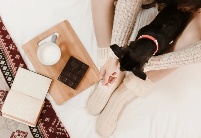 Est-ce que le chocolat est dangereux pour les chiens ?