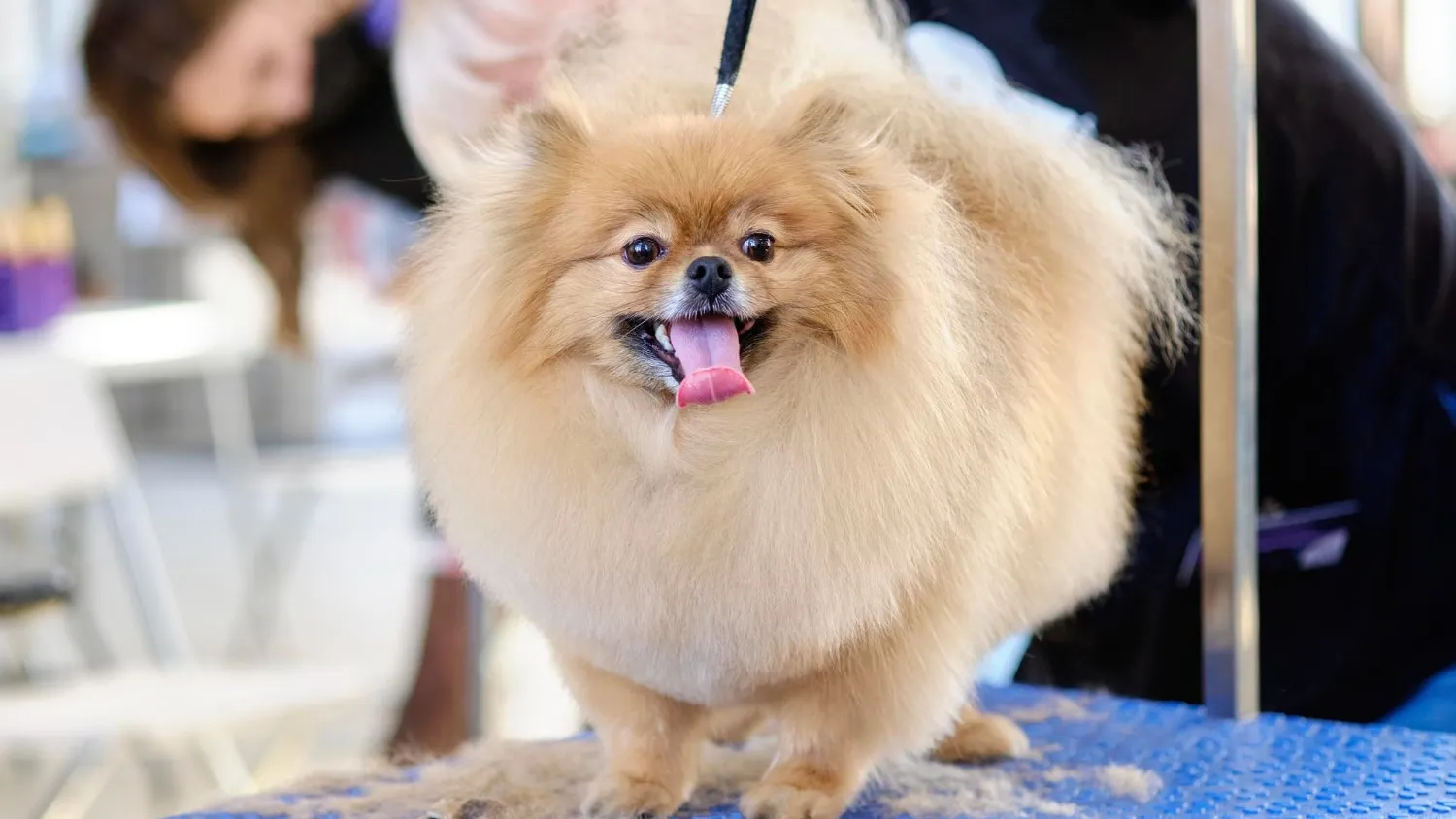 Comment faire le toilettage d’un chien ?