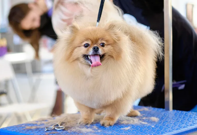 Comment faire le toilettage d’un chien ?