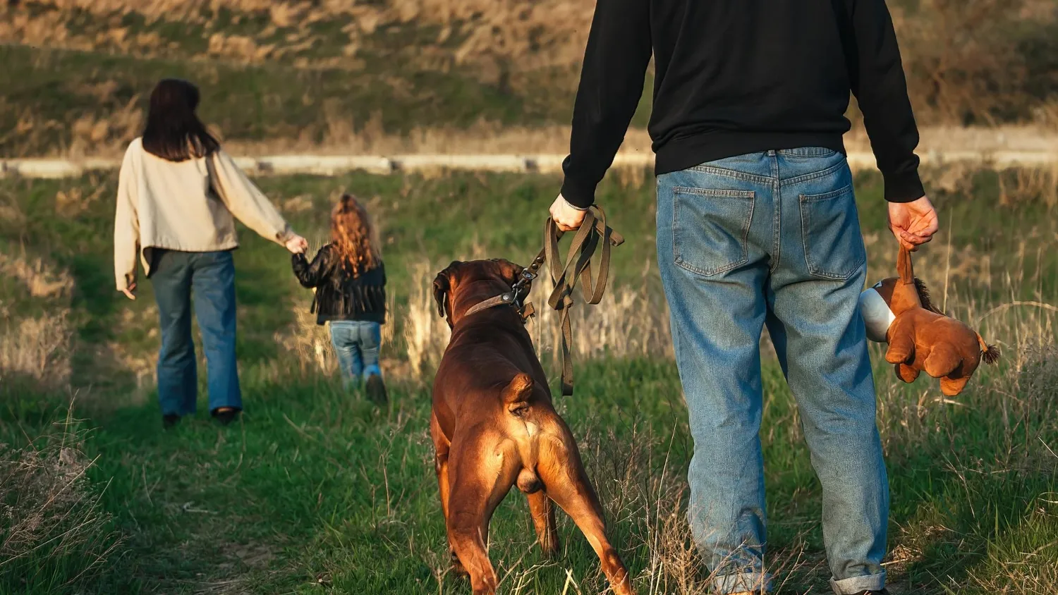 Molosses : comment éduquer ces chiens imposants ?