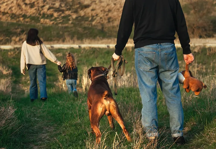 Molosses : comment éduquer ces chiens imposants ?
