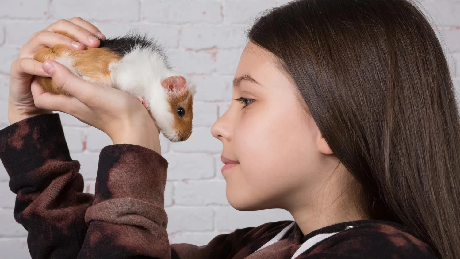 Comment s’occuper d’un hamster ?