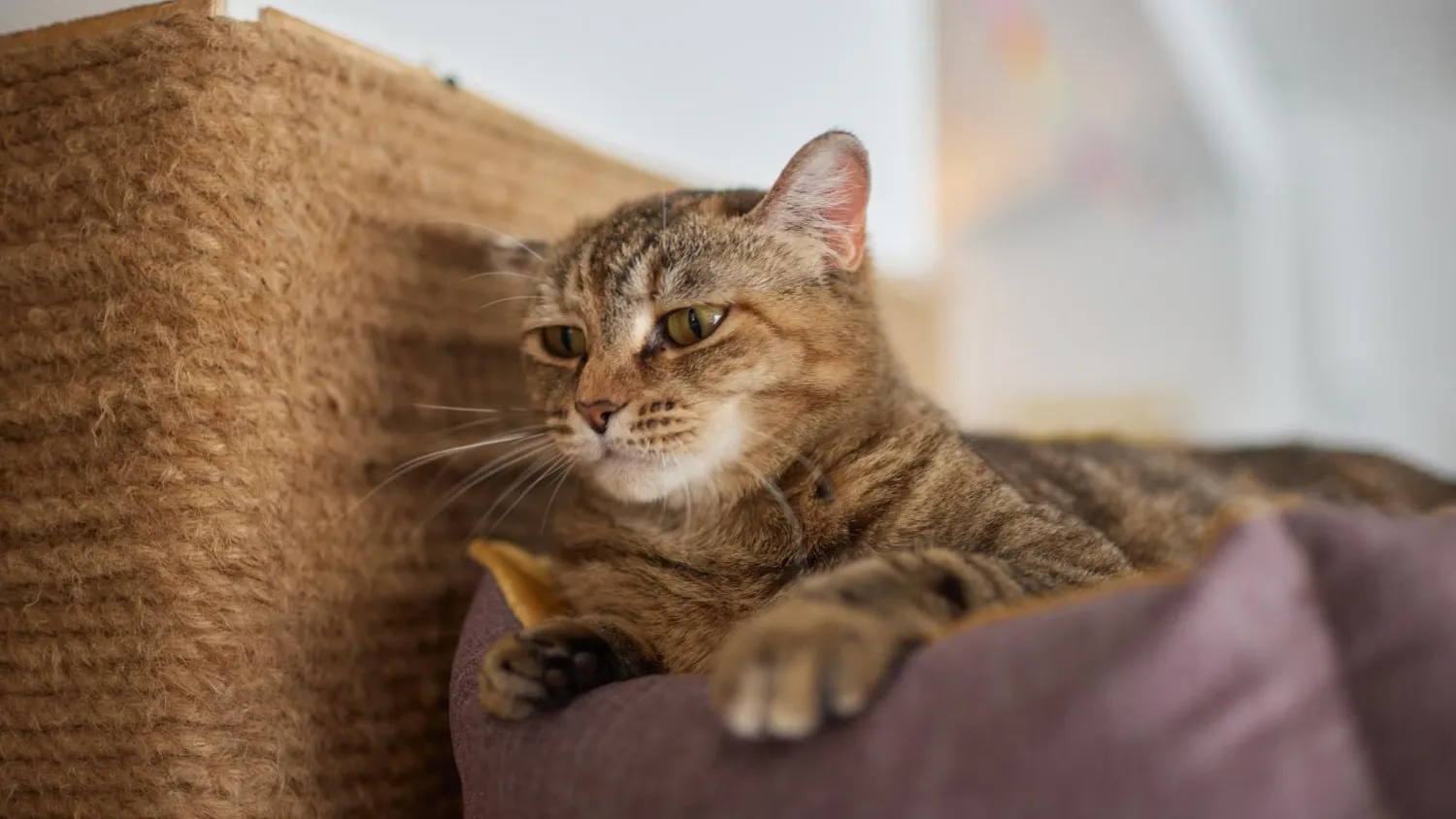 Choisir un arbre à chat design