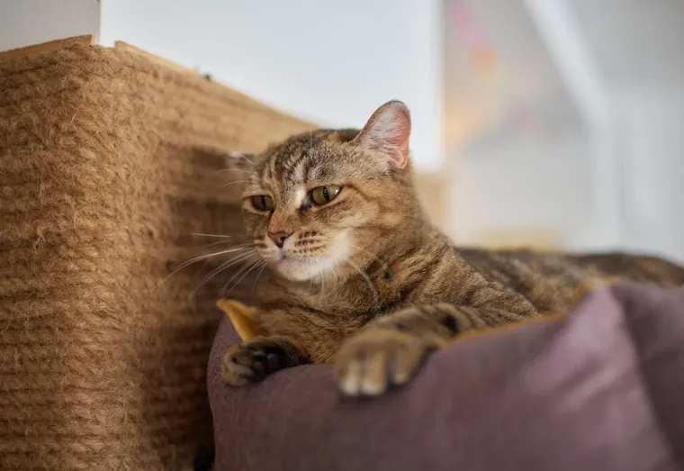 Choisir un arbre à chat design