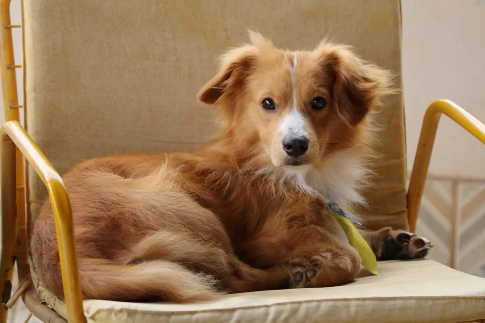 La durée de vie d’un chien, en savoir plus