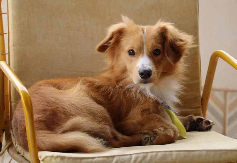 La durée de vie d’un chien, en savoir plus