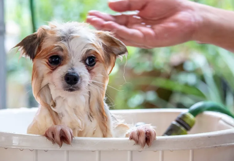 Comment toiletter son chien à la maison ?