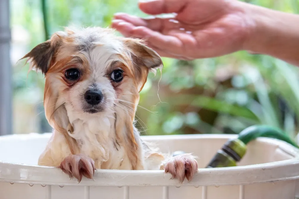 Comment toiletter son chien à la maison ?