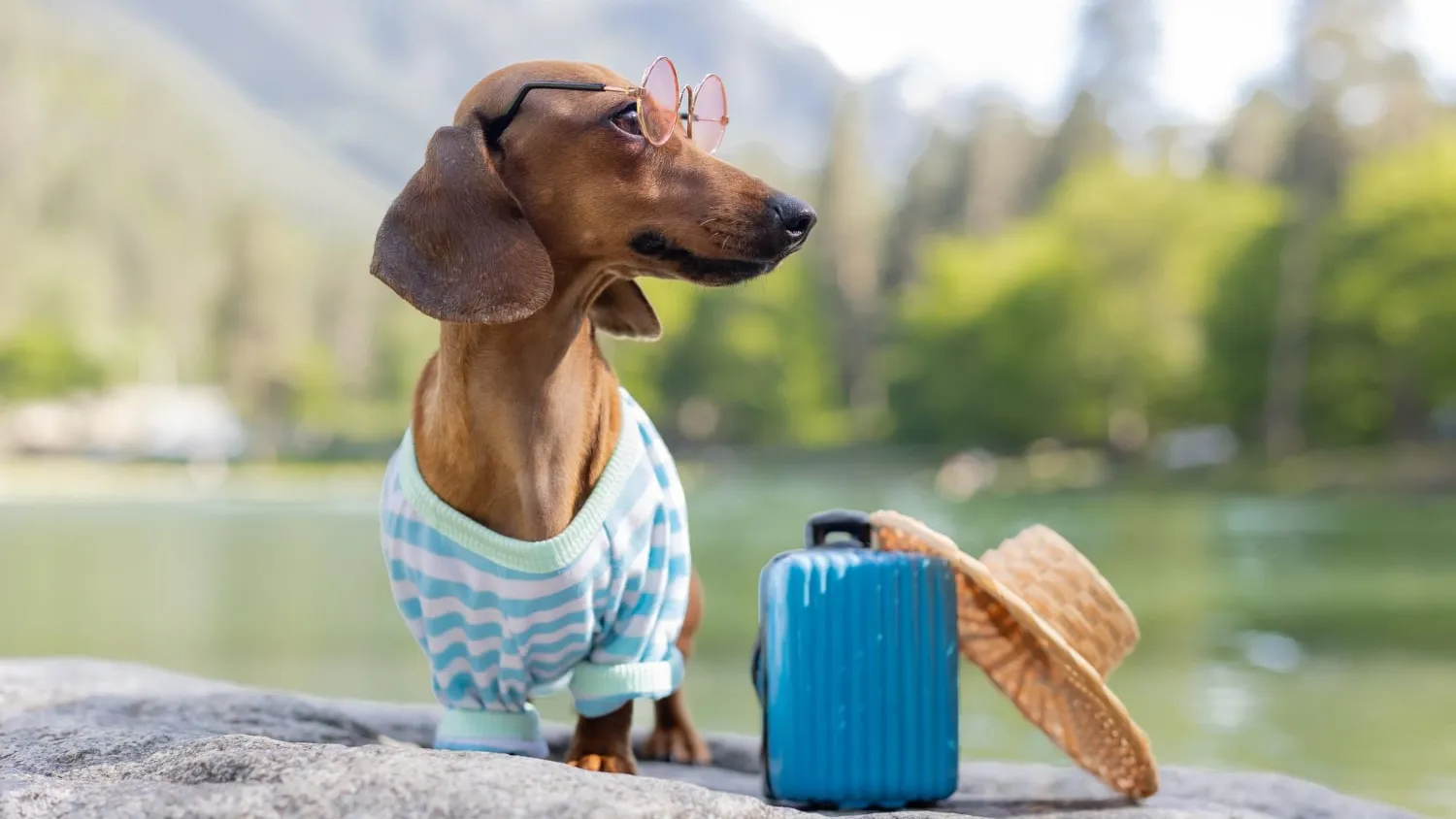 Est il possible de faire un voyage en croisière avec des animaux de compagnie ?