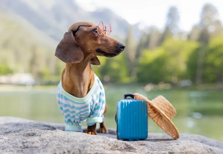Est il possible de faire un voyage en croisière avec des animaux de compagnie ?
