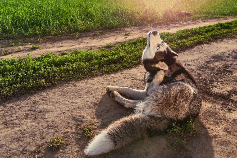 Comment les chiens attrapent-ils les puces?