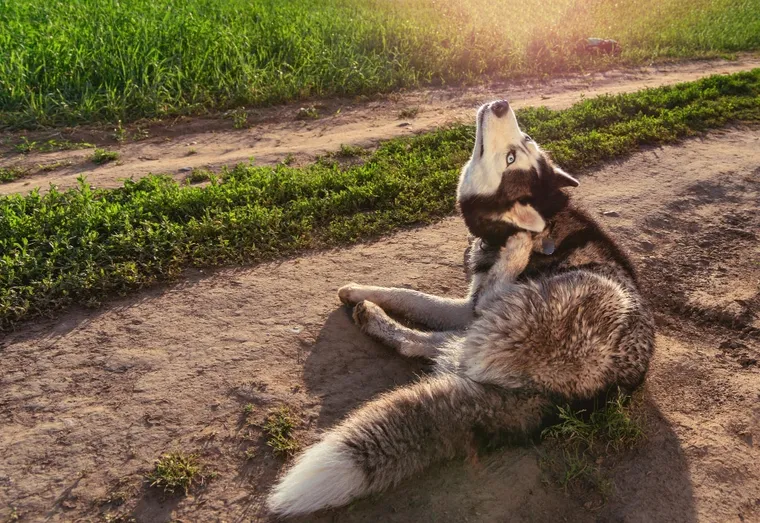 Comment les chiens attrapent-ils les puces?