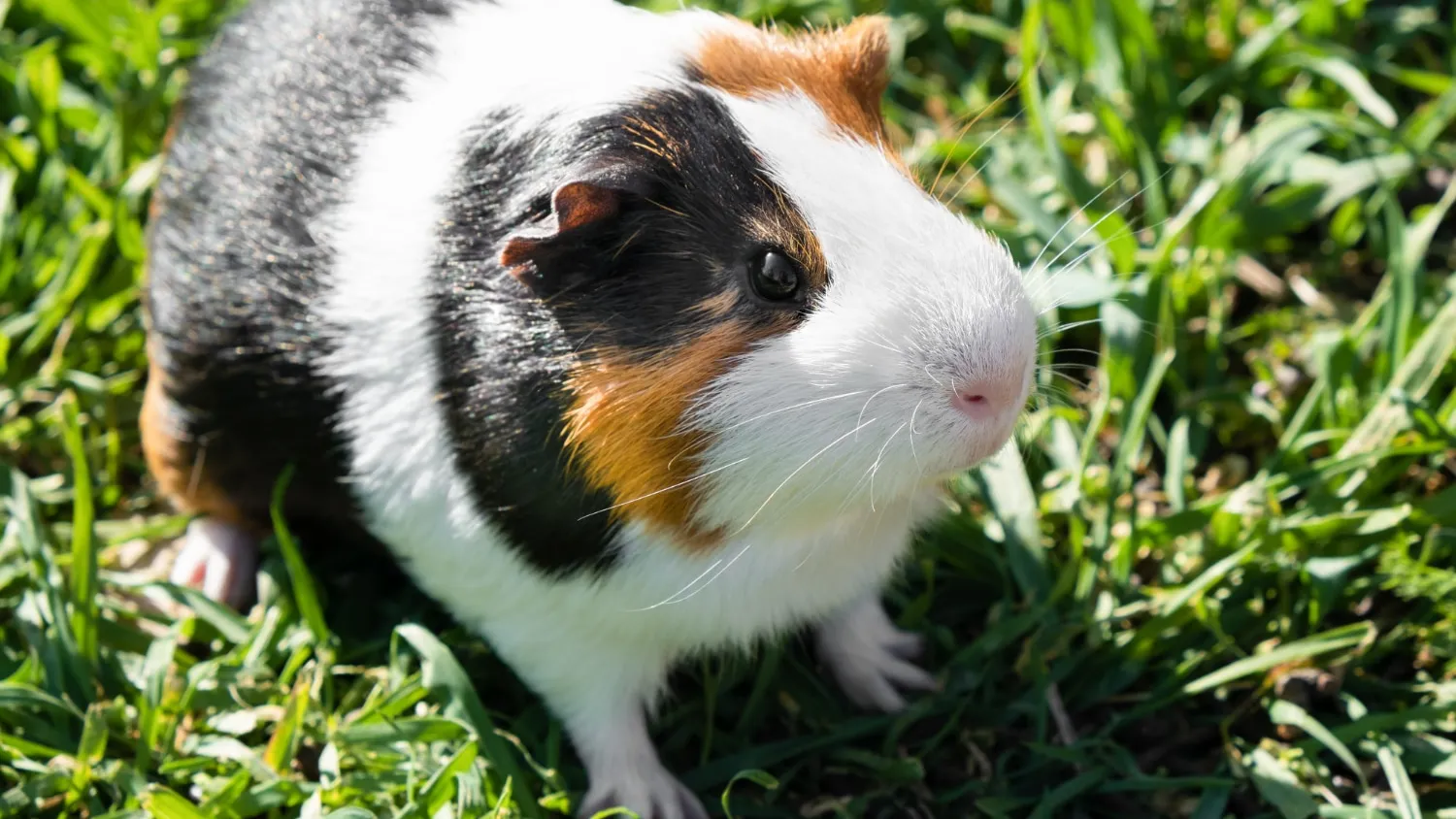10 faits amusants sur les hamsters