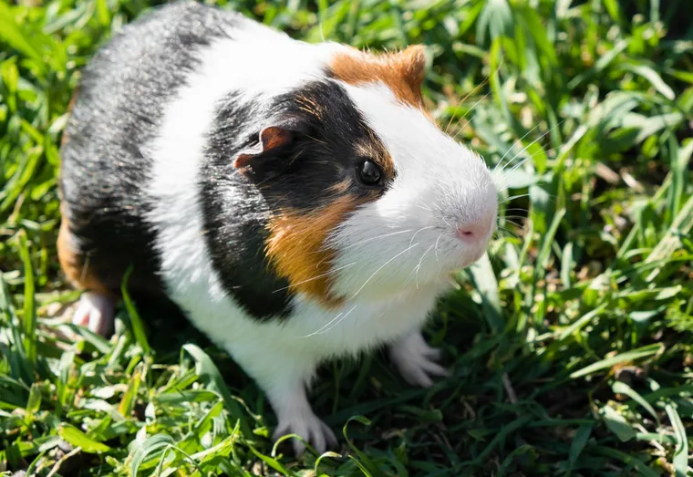 10 faits amusants sur les hamsters