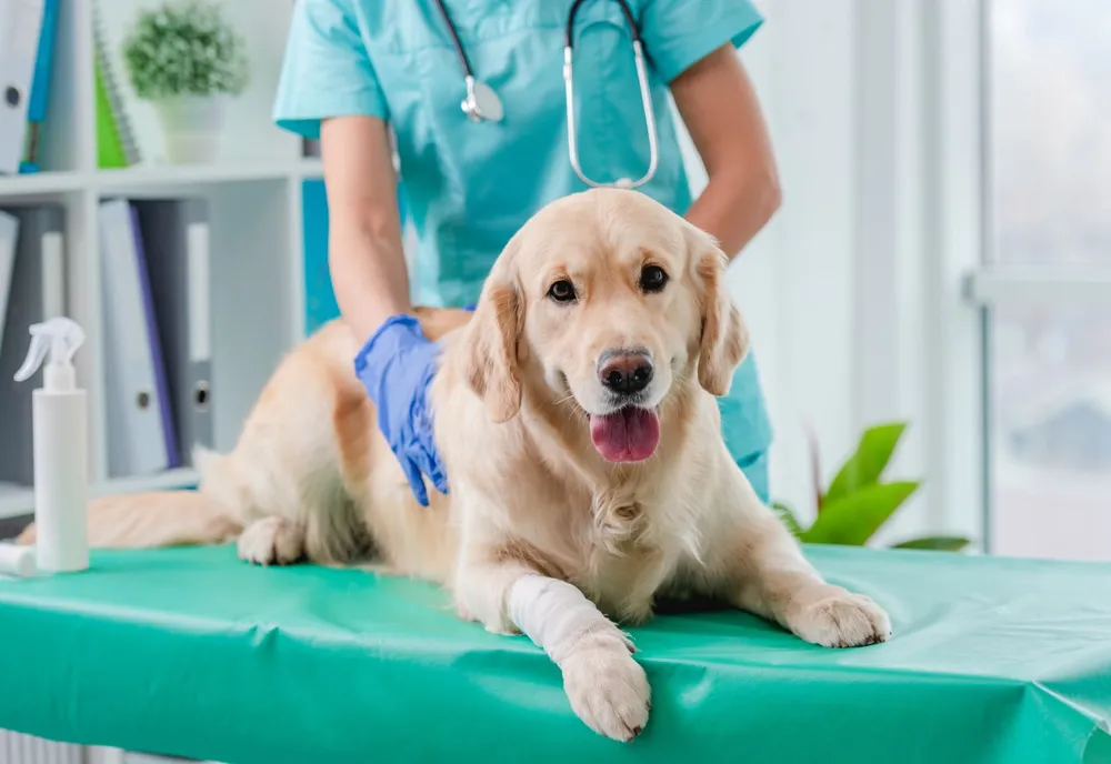 La poudre de moule verte pour chien, c’est quoi ?