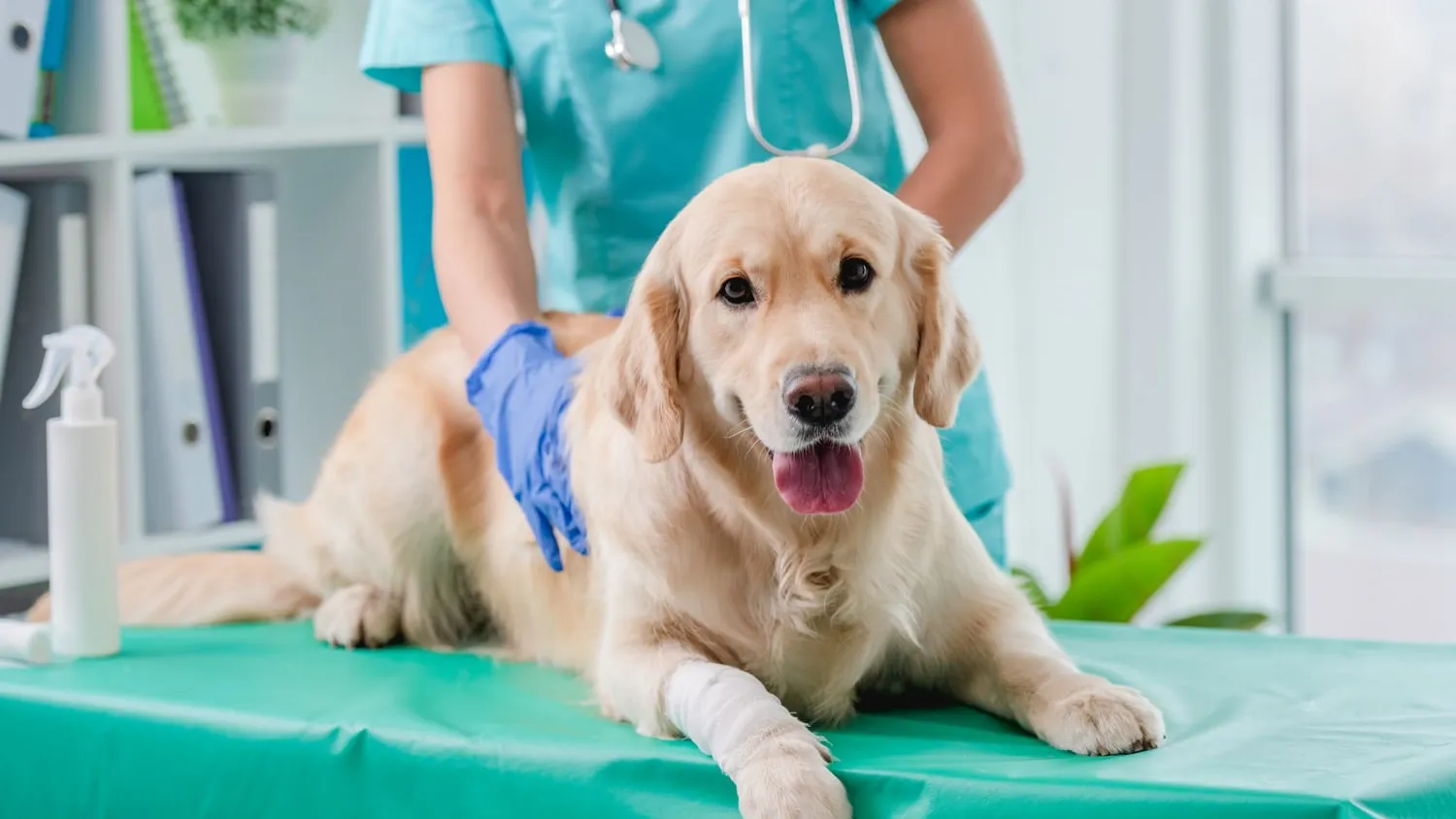 La poudre de moule verte pour chien, c’est quoi ?