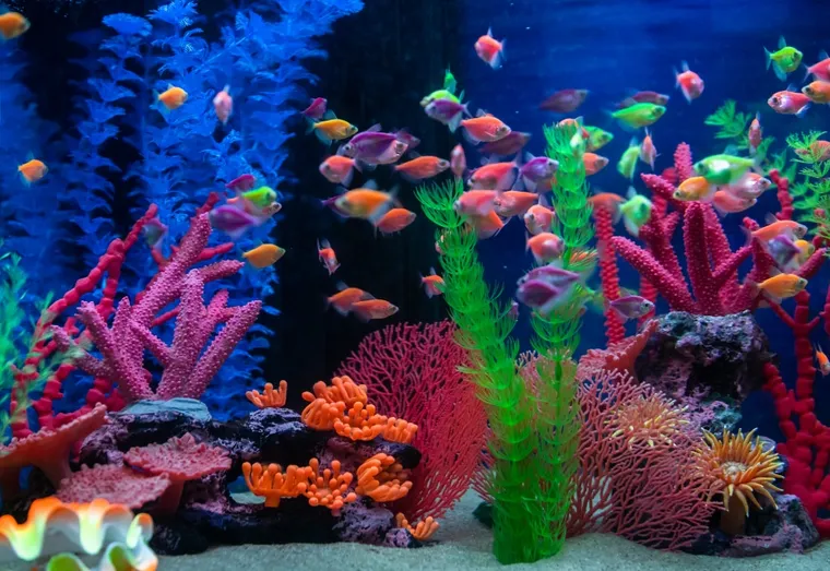 Des idées pour faire une décoration d’un aquarium fait maison