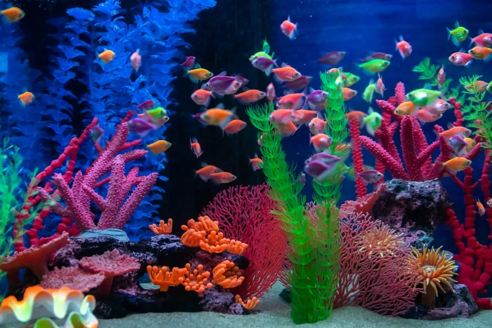 Des idées pour faire une décoration d’un aquarium fait maison