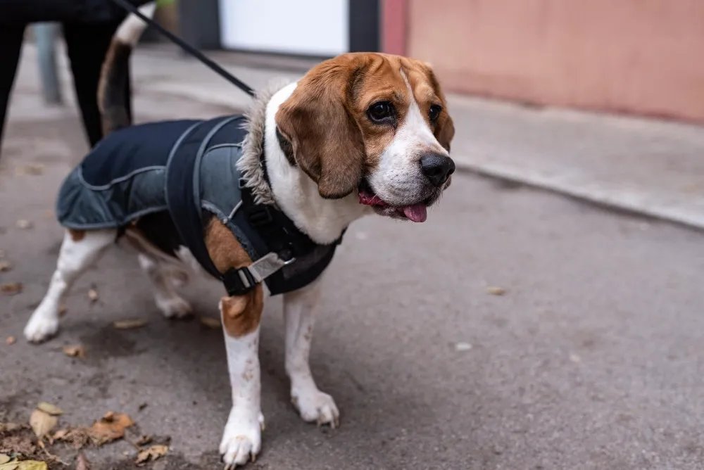 Est-ce que mon chien a besoin d’un manteau ?