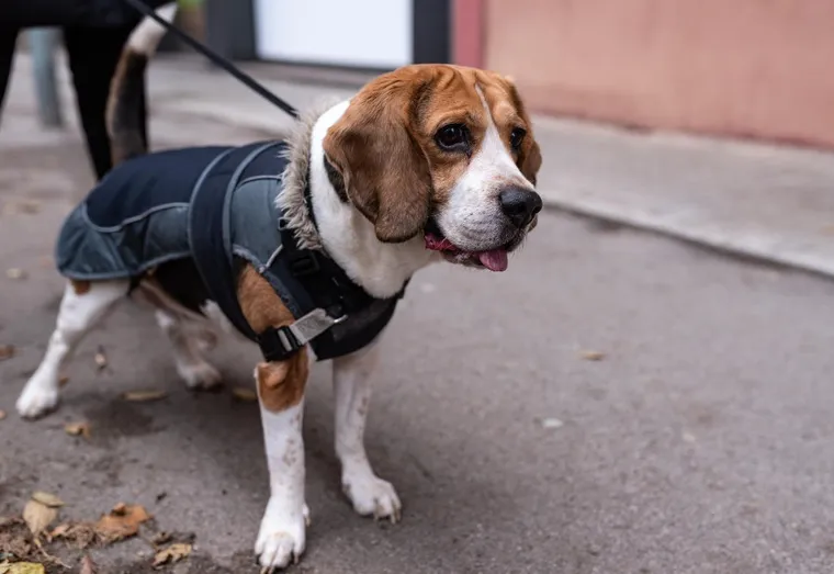 Est-ce que mon chien a besoin d’un manteau ?
