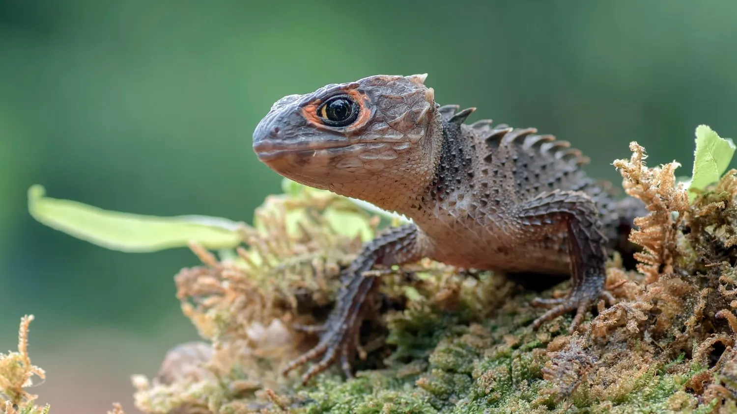 Quels sont les animaux les plus exotiques ?