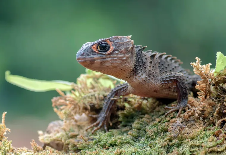 Quels sont les animaux les plus exotiques ?