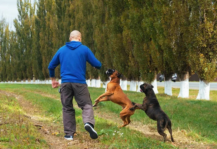 Les jeux les plus stimulants pour chien !