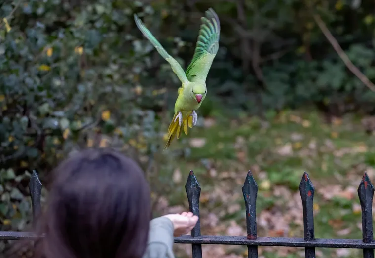 Pourquoi les perruches sont les meilleurs oiseaux
