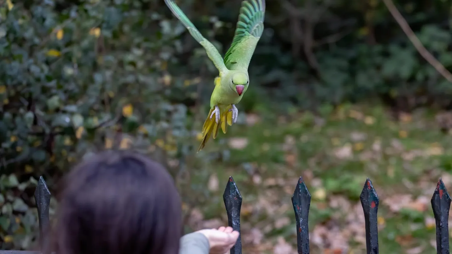Pourquoi les perruches sont les meilleurs oiseaux