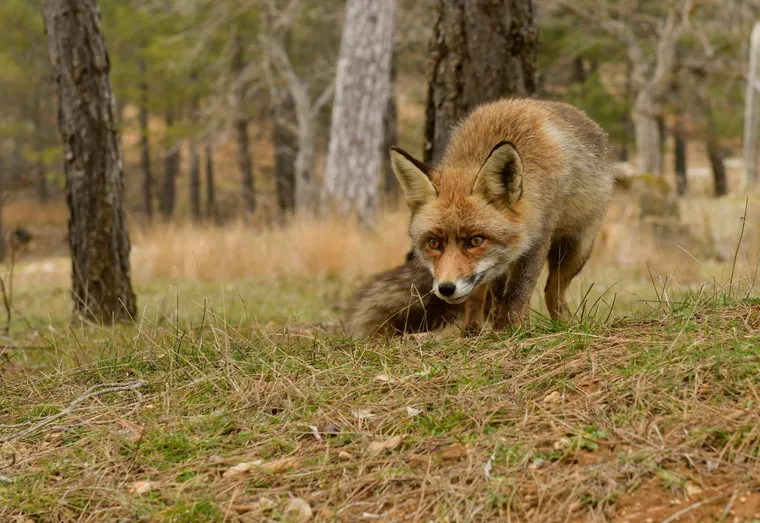 Faire la différence entre un renard et un chien