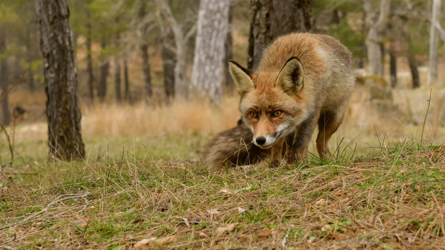 Faire la différence entre un renard et un chien