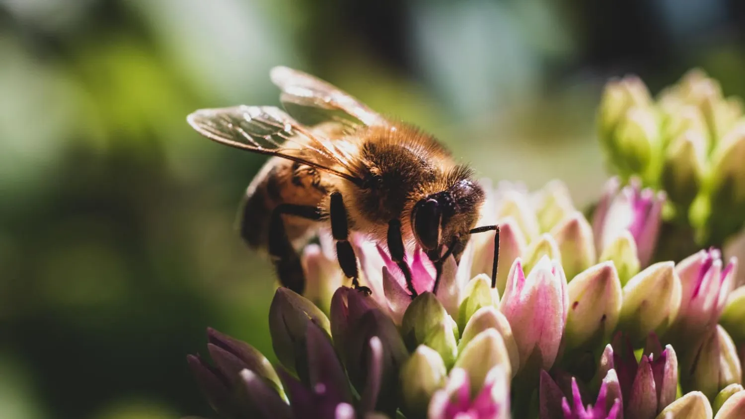 Comment les abeilles s’auto-nettoient-elles ?