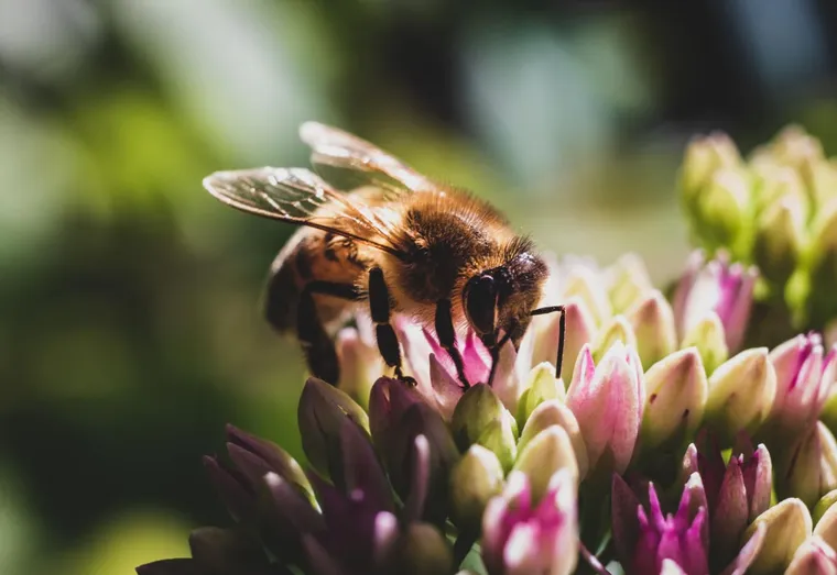Comment les abeilles s’auto-nettoient-elles ?