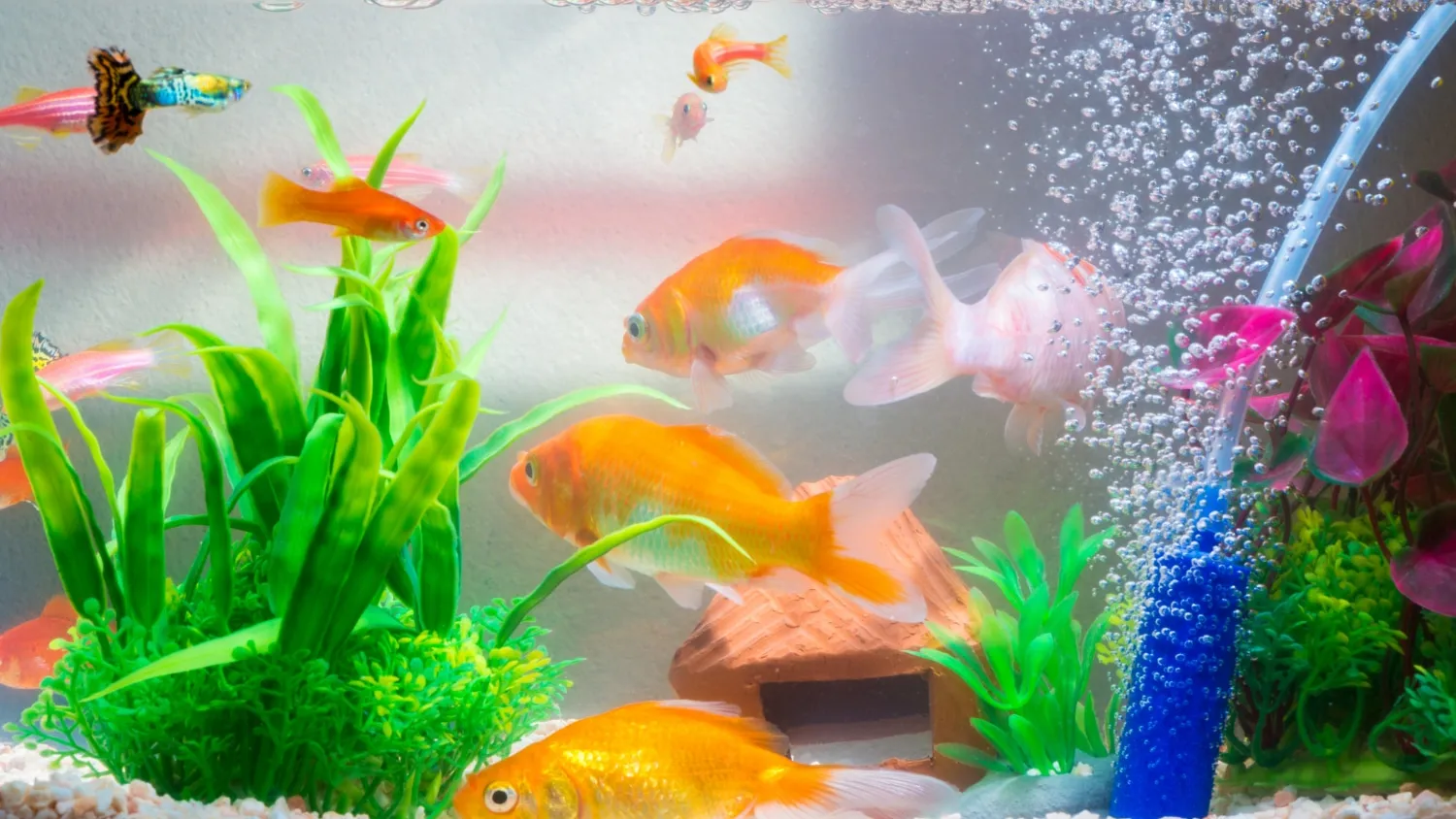 7 conseils pour prendre soin de votre poisson rouge