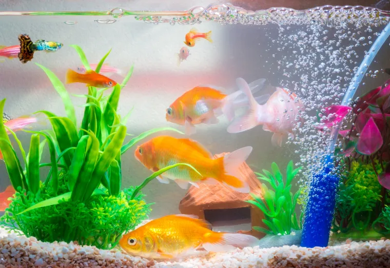 7 conseils pour prendre soin de votre poisson rouge