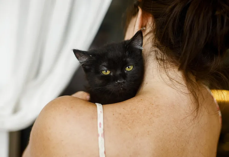 Comment choisir un chat