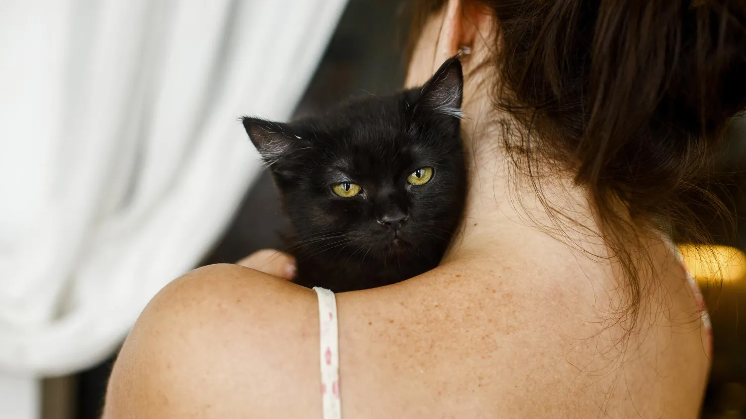 Comment choisir un chat