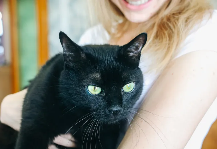 L’adoption responsable d’un chat au seins de votre famille