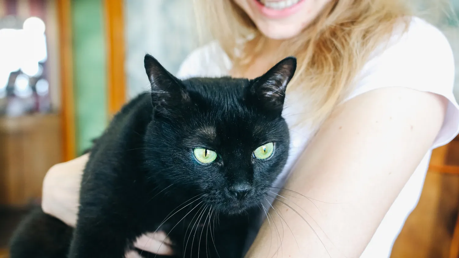L’adoption responsable d’un chat au seins de votre famille