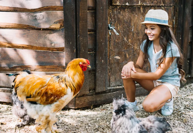 Comment protéger les poules des prédateurs ?