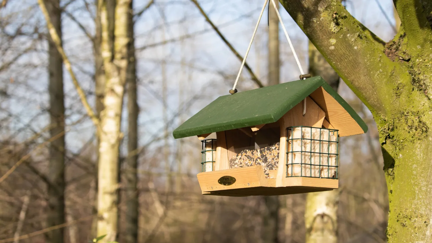 Comment créer un jardin accueillant pour les oiseaux dans votre cour arrière