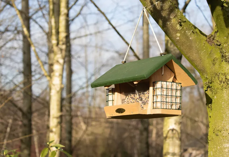 Comment créer un jardin accueillant pour les oiseaux dans votre cour arrière