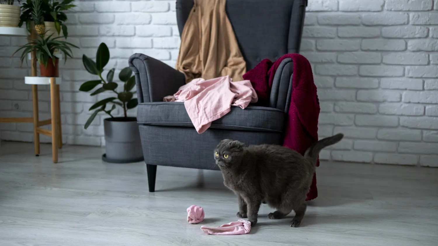 10 façons de divertir votre chat pendant que vous êtes au travail