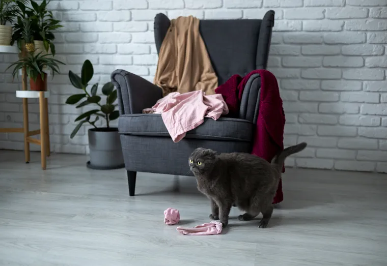 10 façons de divertir votre chat pendant que vous êtes au travail