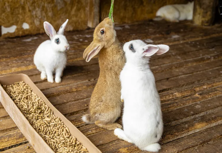 Comment créer un enclos pour lapins et cochons d’Inde