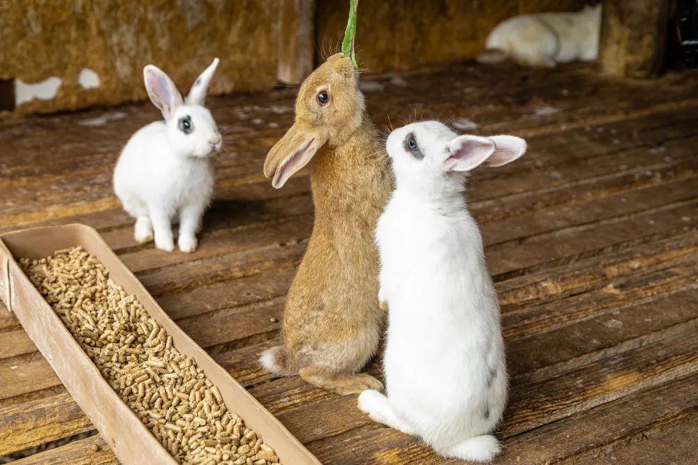 Comment créer un enclos pour lapins et cochons d’Inde