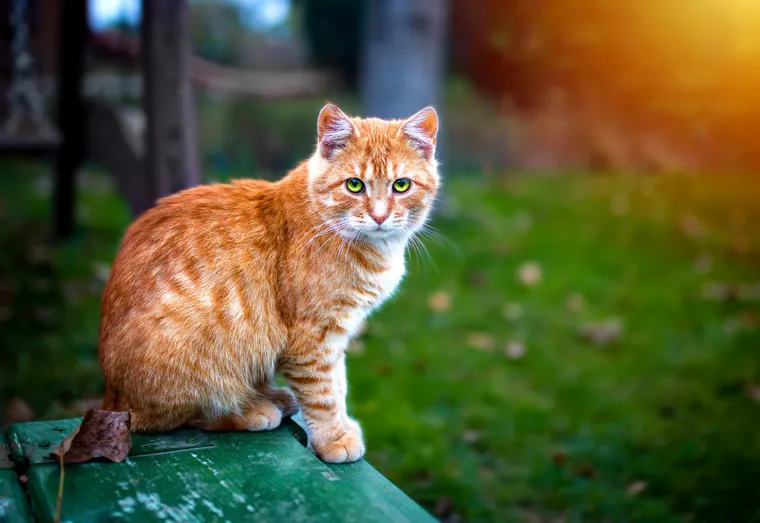 Les Animaux: Les bénéfices de d’avoir un animal à la maison