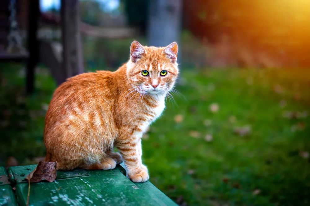 Les Animaux: Les bénéfices de d’avoir un animal à la maison