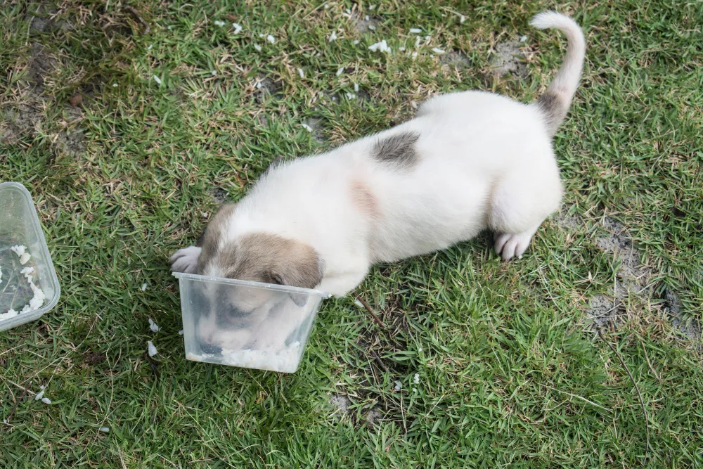 Le chien peut-il manger de la patate douce ?