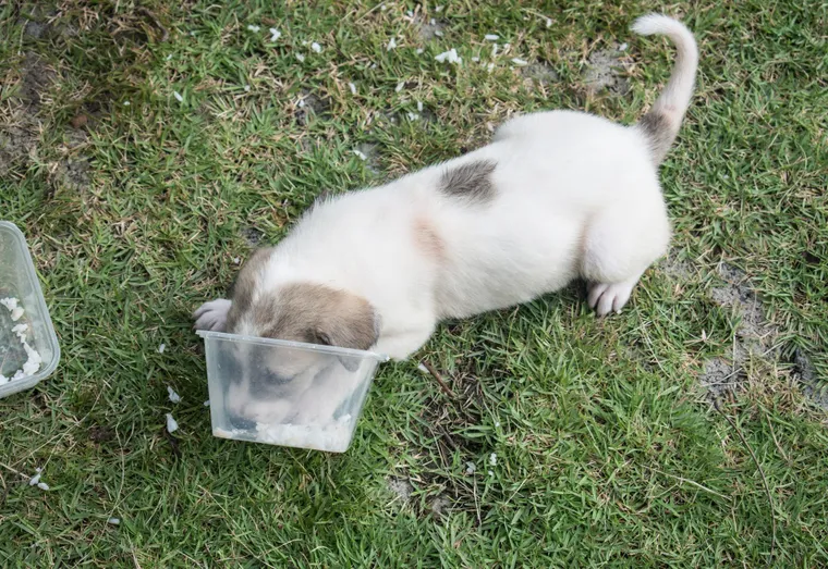 Le chien peut-il manger de la patate douce ?